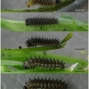 iss lathonia larva2 volg